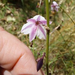 Arthropodium milleflorum