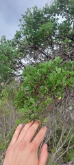Arctostaphylos hookeri hookeri