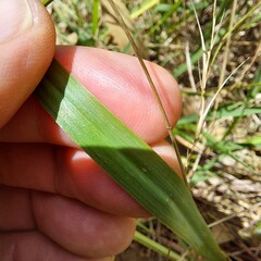 Arthropodium milleflorum
