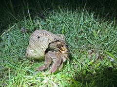 Coenobita brevimanus