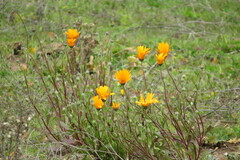 Dimorphotheca sinuata