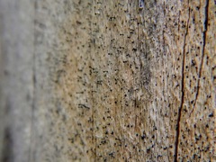 Mycocalicium subtile