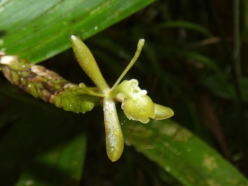 Epidendrum maduroi
