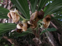 Catasetum integerrimum