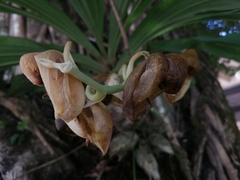 Catasetum integerrimum