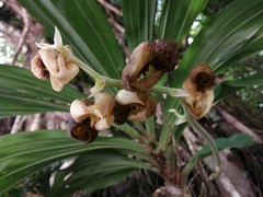 Catasetum integerrimum