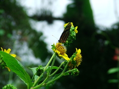 Eresia phillyra phillyra