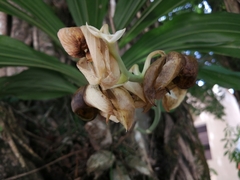 Catasetum integerrimum