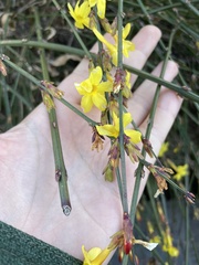 Jasminum nudiflorum