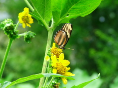 Eresia phillyra phillyra