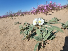 Oenothera deltoides