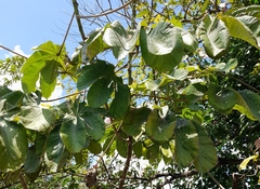 Cecropia peltata