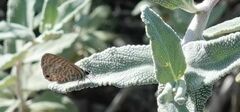 Leptotes marina