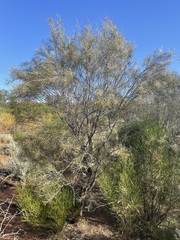Hakea leucoptera