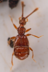 Morius occidens