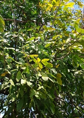 Melicoccus bijugatus