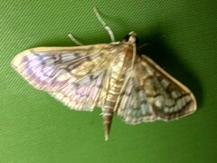 Herpetogramma thestealis