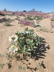 Oenothera deltoides
