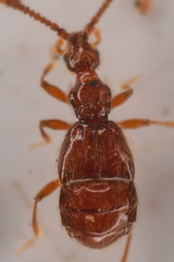 Morius occidens