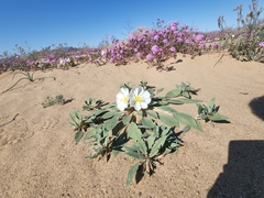 Oenothera deltoides