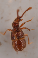 Morius occidens