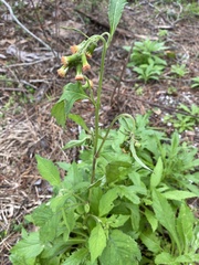 Crassocephalum crepidioides