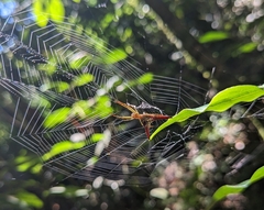 Micrathena militaris