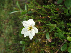 Anemonastrum sibiricum