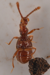 Morius occidens
