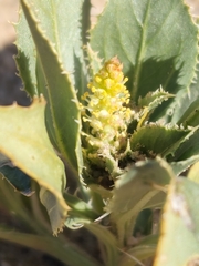 Stillingia spinulosa