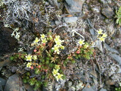Saxifraga bronchialis funstonii