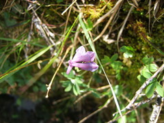 Corydalis arctica