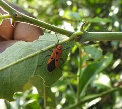 Dysdercus cingulatus