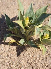 Stillingia spinulosa