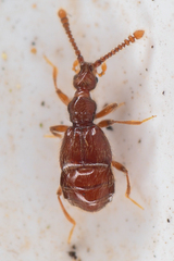 Morius occidens