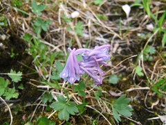 Corydalis arctica