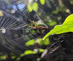 Micrathena militaris