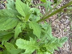 Crassocephalum crepidioides