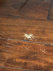 Gryllodes sigillatus