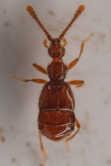 Morius occidens
