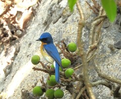 Cyornis tickelliae