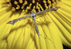 Anstenoptilia marmarodactyla