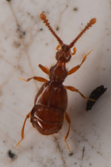 Morius occidens