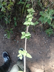 Clinopodium macrostemum