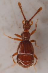 Morius occidens
