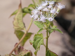 Chromolaena odorata