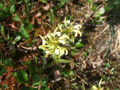Pedicularis lapponica