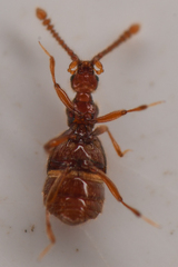 Morius occidens