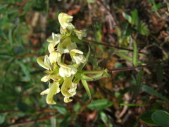 Pedicularis lapponica