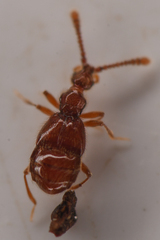 Morius occidens